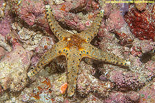 sea star